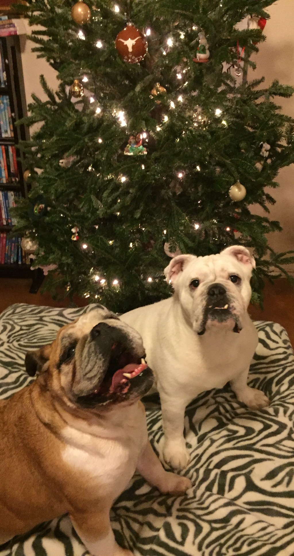 Living In a&nbsp;Pit